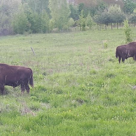 Apartmán Olsik Białowieża Exteriér fotografie