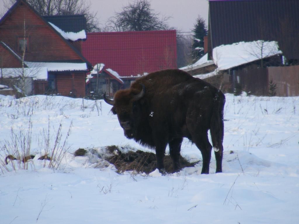 Apartmán Olsik Białowieża Exteriér fotografie