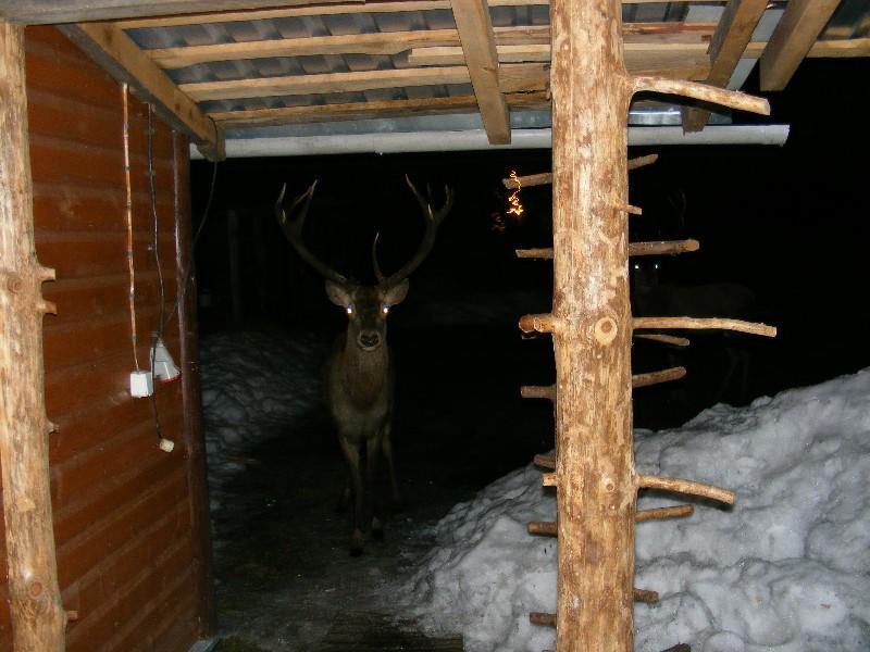 Apartmán Olsik Białowieża Exteriér fotografie