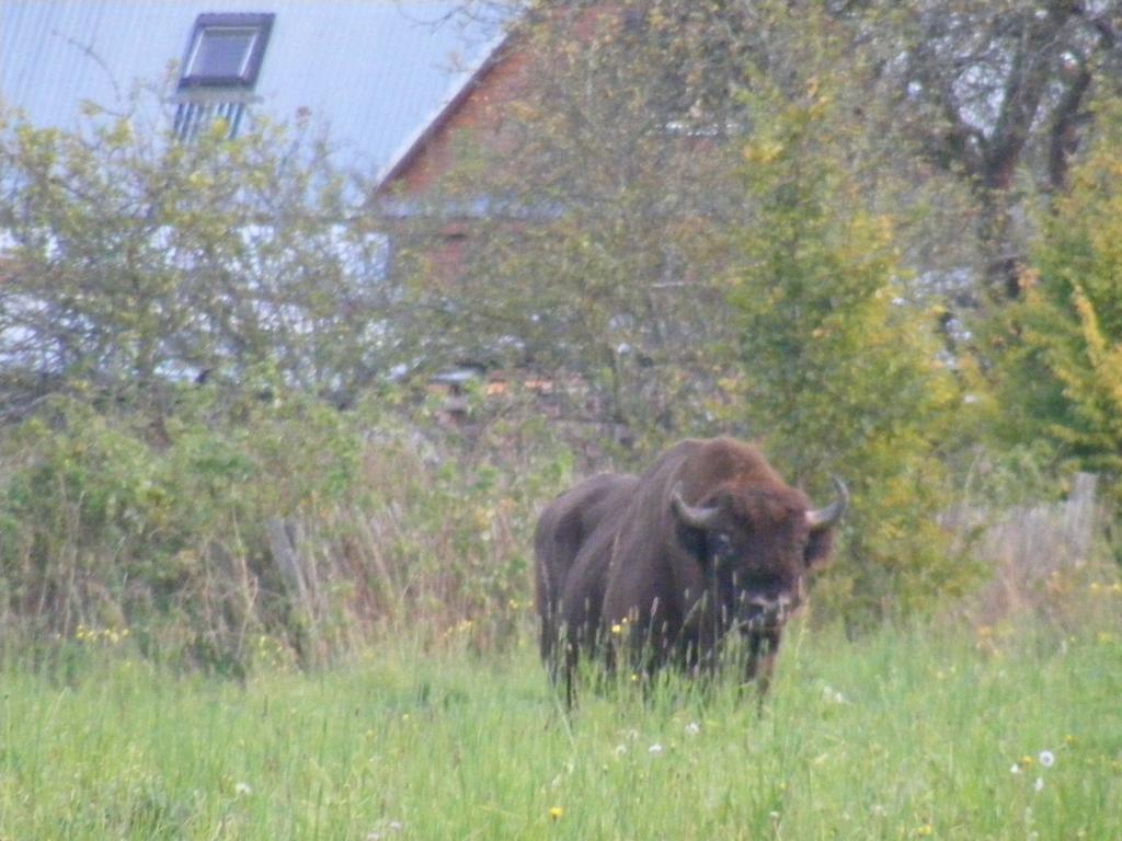 Apartmán Olsik Białowieża Exteriér fotografie