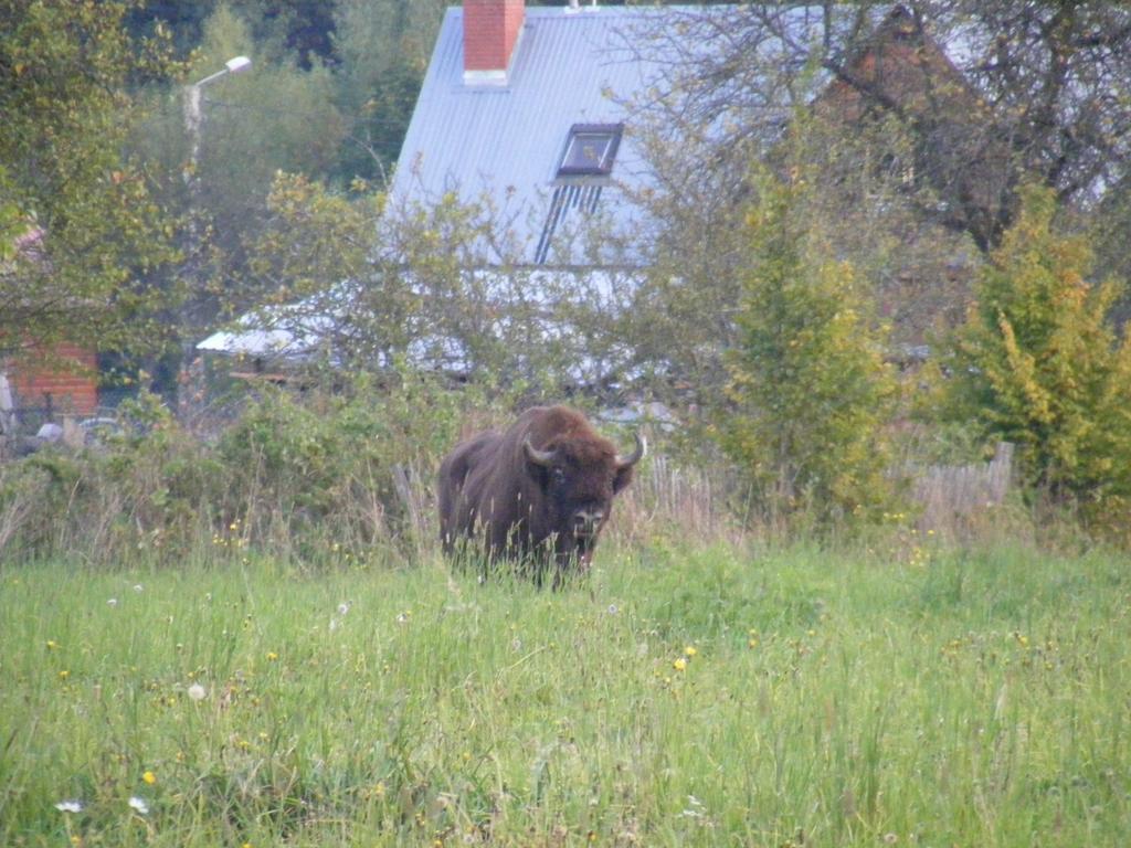 Apartmán Olsik Białowieża Exteriér fotografie