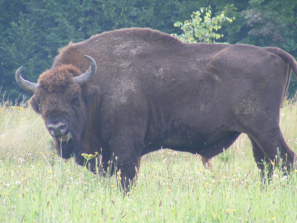 Apartmán Olsik Białowieża Exteriér fotografie